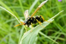 Inwentaryzacja dzikich pszczół na terenie Nadleśnictwa Polanów