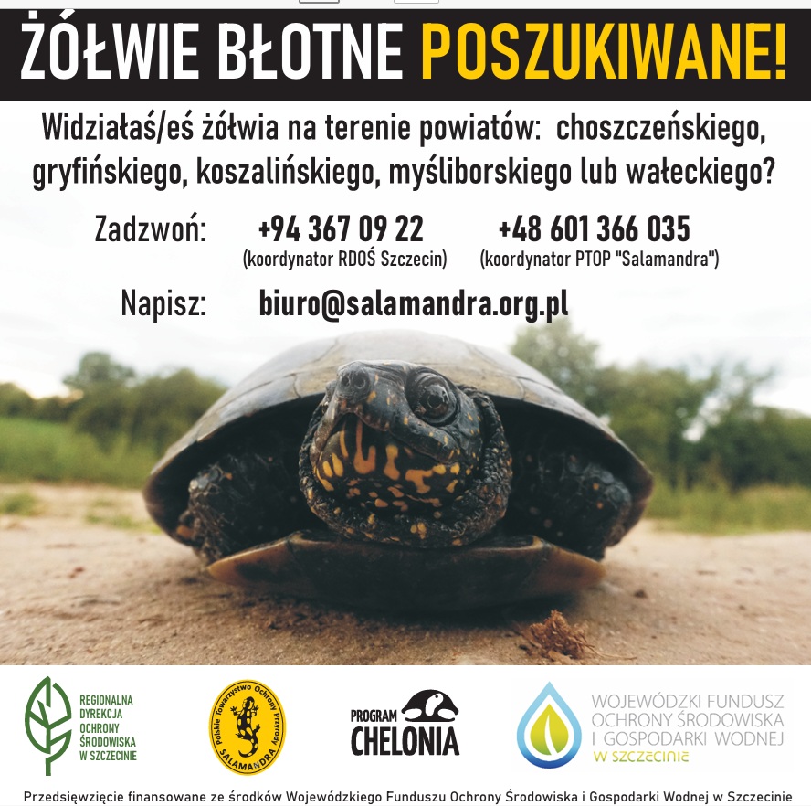 Poszukiwania żółwia błotnego