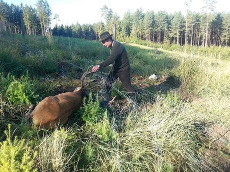 Leśnicy uratowali kolejnego jelenia byka